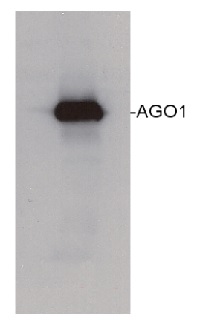 AGO1 | Argonaute 1 in the group Antibodies Plant/Algal  / DNA/RNA/Cell Cycle / plant RNA at Agrisera AB (Antibodies for research) (AS09 527)